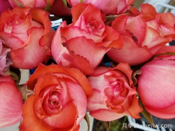 伊瓜纳月季/鬣蜥