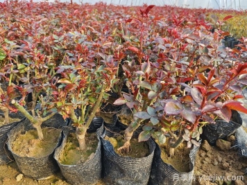 什么是抹芽？为什么春天月季要抹芽？