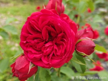 五款精品钻石微型月季推荐