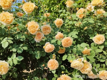 月季开花少，那么该怎么养好月季？