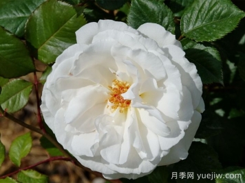 格丽特梅丽尔月季，英国第一香白月季