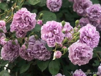 蓝色阴雨月季，蓝紫色藤本月季推荐