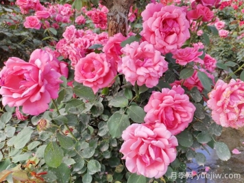 分享10种经典大花月季，开花鲜艳美翻春季