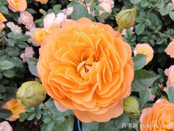 果汁阳台月季开一次花就不长了？僵苗解决办法