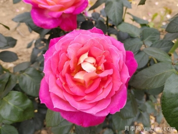 南北方都能养月季，养护上有什么区别？    