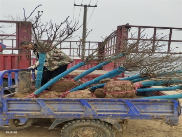 350棵6公分树状月季发货山东临沂绿化工地