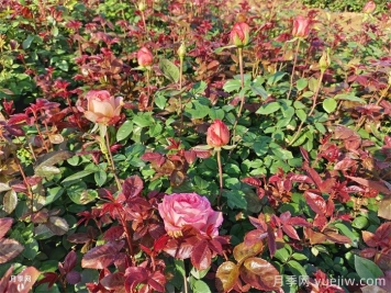 春季月季小苗扶壮和花期施肥管理