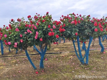 春季树状月季警惕蚧壳虫危害