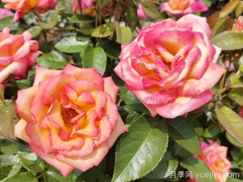 观花树种在园林绿化中长盛不衰，有哪些花木？