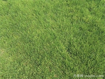 园林景观设计中草坪搭配原则和品种选择