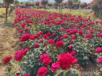 城市公园植物选择品种和配置要求有哪些？