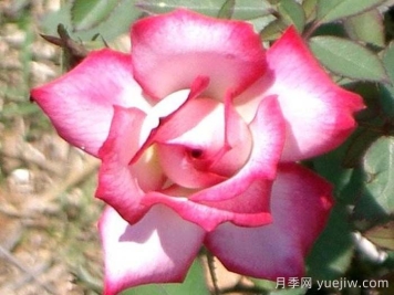 布莱顿红衣主教月季/布莱顿红雀