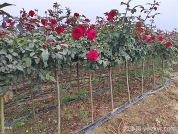 春季如何提高园林工程中新栽植物的成活率？