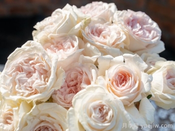 天狼家香气四溢的月季清单，让花园充满浪漫气息！