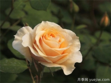 晨曦月季(俞红强)