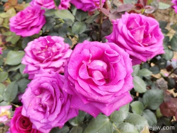 月季有三个坑，养月季花有哪三怕？