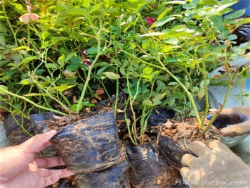 盆栽月季小苗应该如何养？