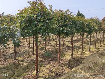 让月季赢在春天，早春月季精准修剪指南