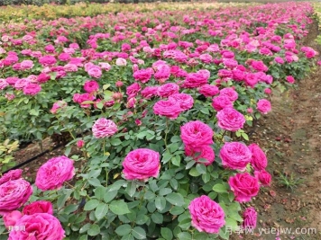 南阳市卧龙区森景月季基地