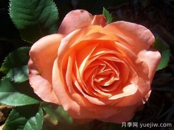 月季推荐，木瓜月季