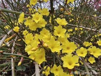 如何区别迎春花、野迎春、探春花？