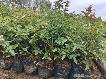 6种花卉春天喜欢肥，必有月季花