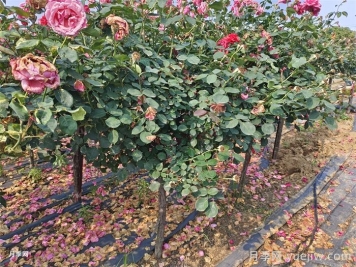 绿化树桩月季种植规范