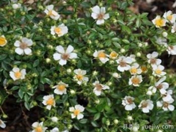 丝绸之路(藤本)