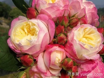 月季推荐，和室月季