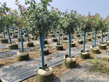 怎样让新栽的月季树快速生根？