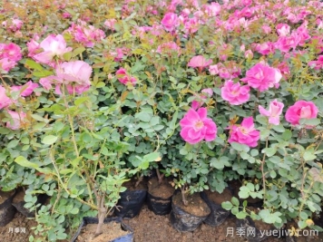 月季移栽后黄叶打焉怎么办？盆栽月季小苗移栽问题