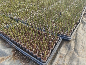 月季扦插不生根还黑杆？月季扦插常见问题