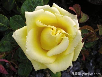 甜蜜莉丝月季/甜蜜的莉西