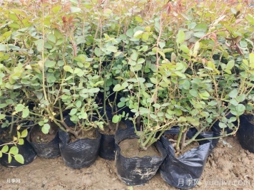 水培月季为啥只长叶不长根？