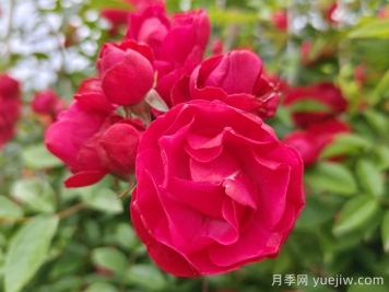 红木香爬藤月季的优缺点是什么？红木香养护方法