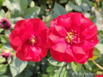 推荐5款丰花月季品种，园林绿化耐热耐晒