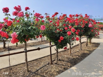 河北河间的树状月季美翻了，兴村致富新路子