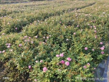 月季花怎么浇水和施肥？