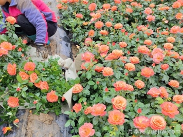 月季叶子被虫吃了用什么药防治？