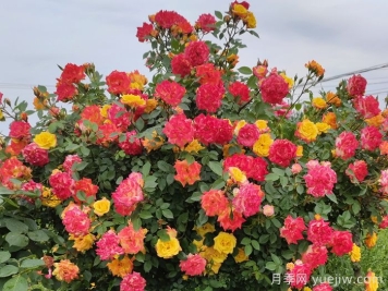 藤彩虹月季是开一季还是多季开花？