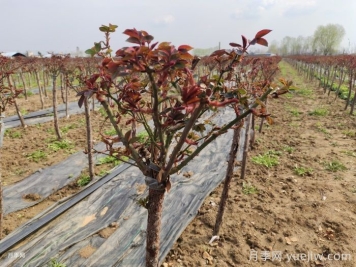 月季盲枝产生的原因分析，该如何养护多开花？