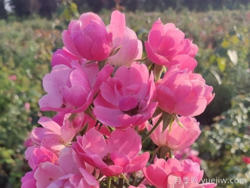 养好月季花需要注意的三个要点