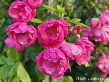 新手种植月季容易犯的几个错误