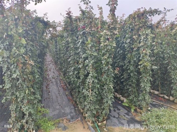 藤本月季嫁接苗与扦插苗哪个比较好？