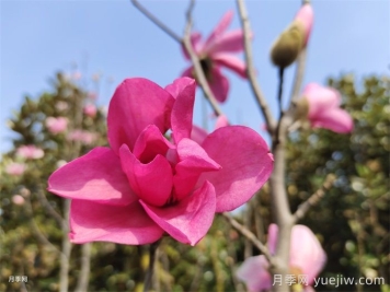 玉兰为何被称为望春花？