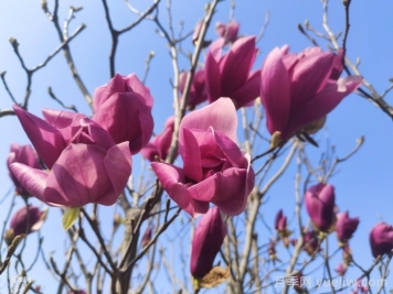 庭院栽上一棵玉兰花，花团锦簇满院飘香