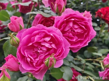 藤本月季大游行和粉色达芬奇优缺点是什么？