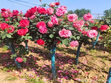 树状月季，换一个姿态美到你