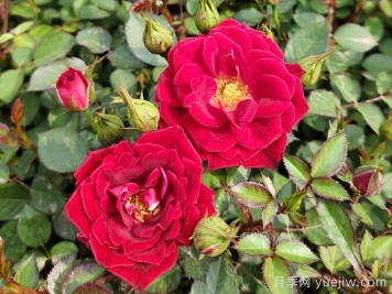 好看好养还容易开爆盆的月季花品种