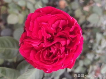 推荐三个颜色亮眼的月季花品种